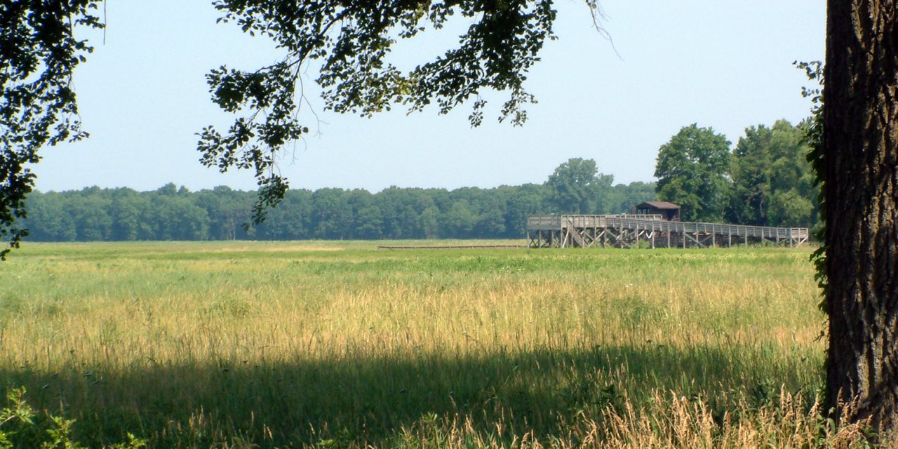 A long wooden observation platform on stilts at the edge of a wide grassy marsh, framed by an oak trunk and branches in summer