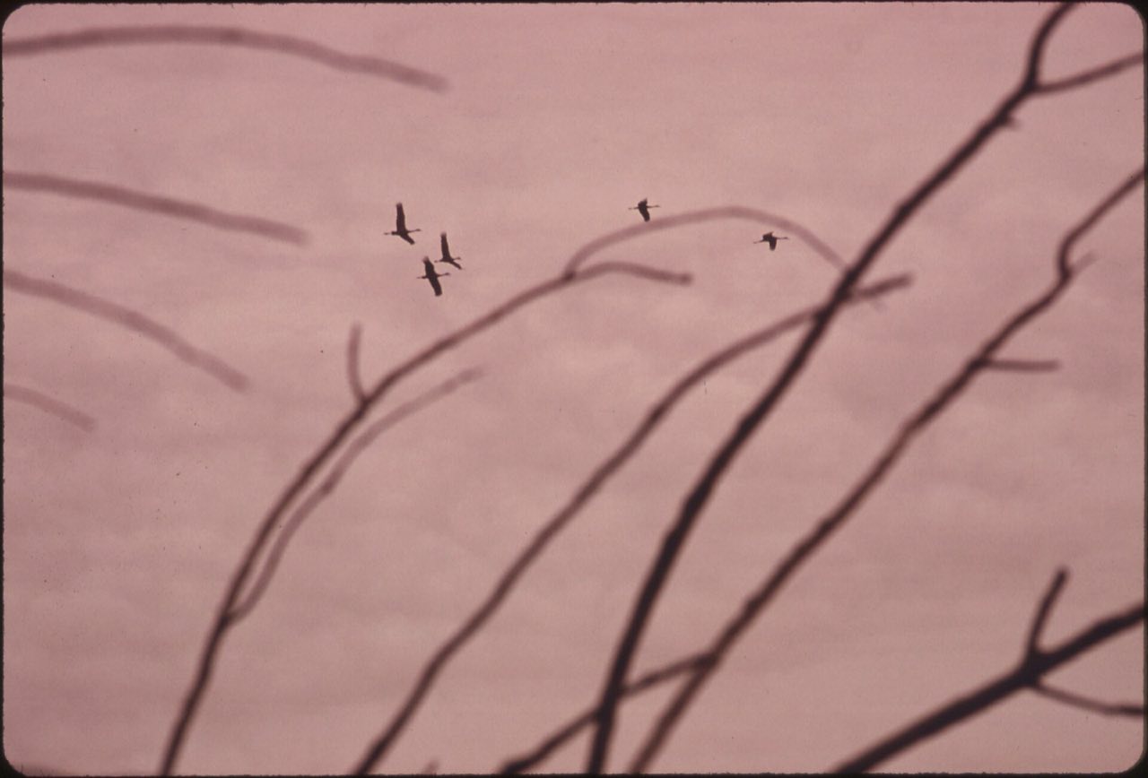 Five sandhill cranes flying high in a pink morning sky, seen through bare cottonwood branches