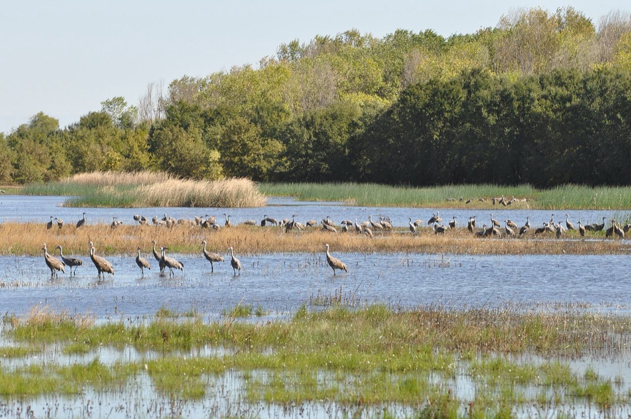 About seventy grey sandhill cranes standing in shallow open water and on a strip of tan grass in front of a green tree line