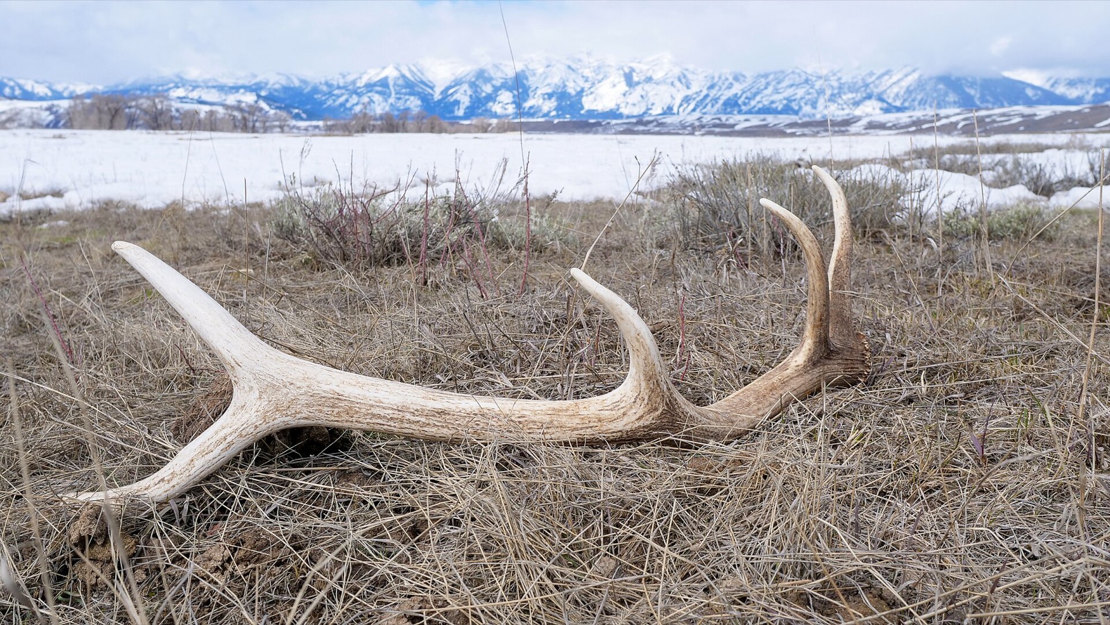 A large elk antler lying in green grass with snow covered mountains in the distance