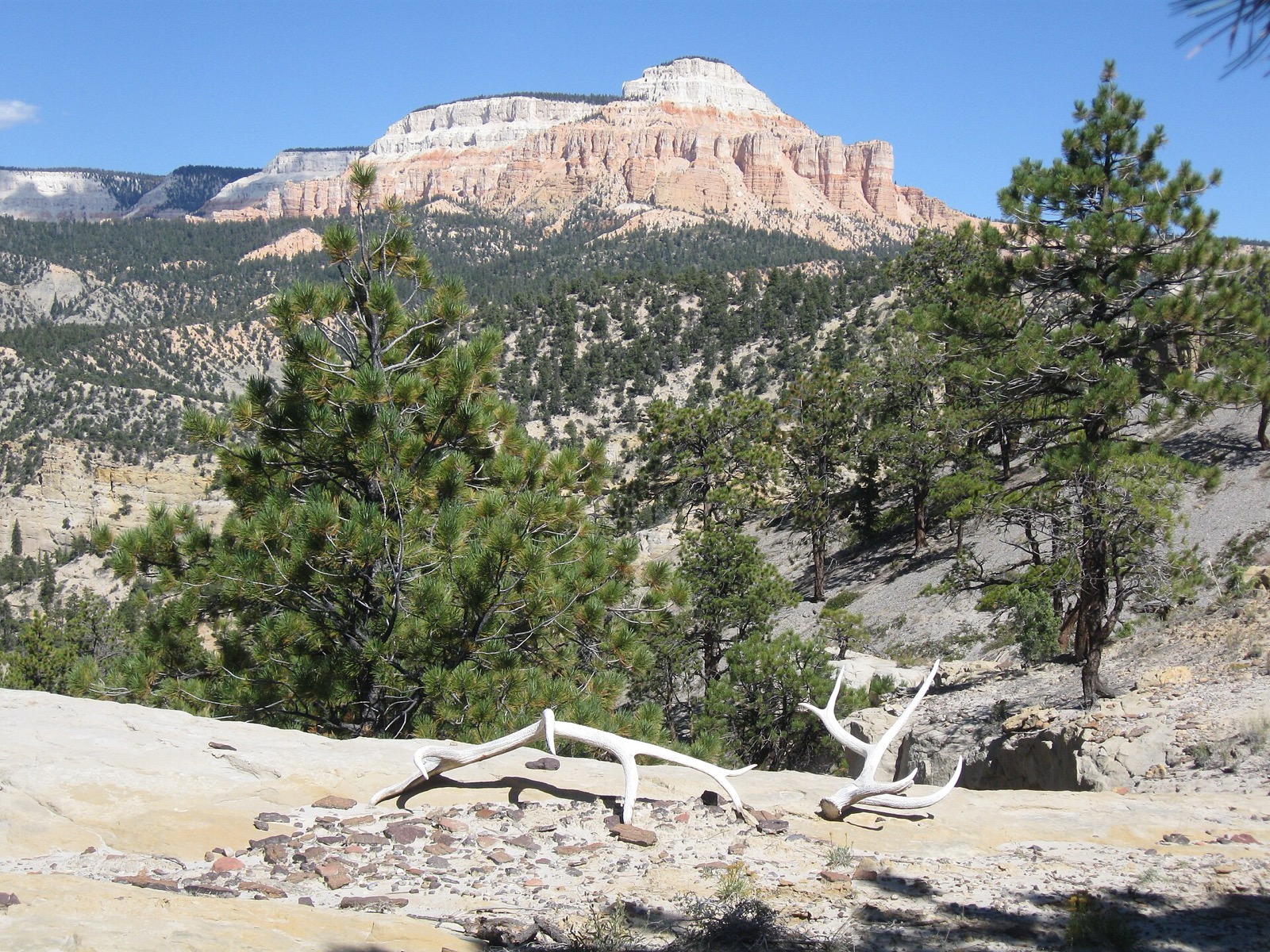 Two elk antlers lying together on pale rock below a forested cliff