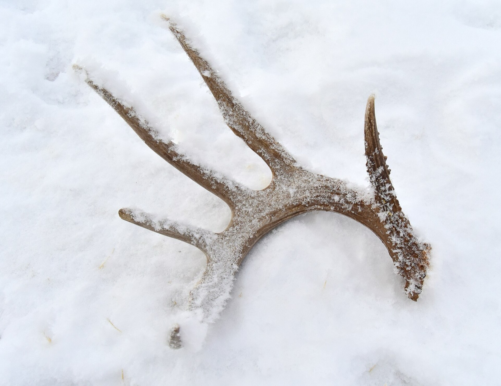 A single white-tailed deer antler lying on its side in shallow snow, tines pointing up, with dry grass showing through