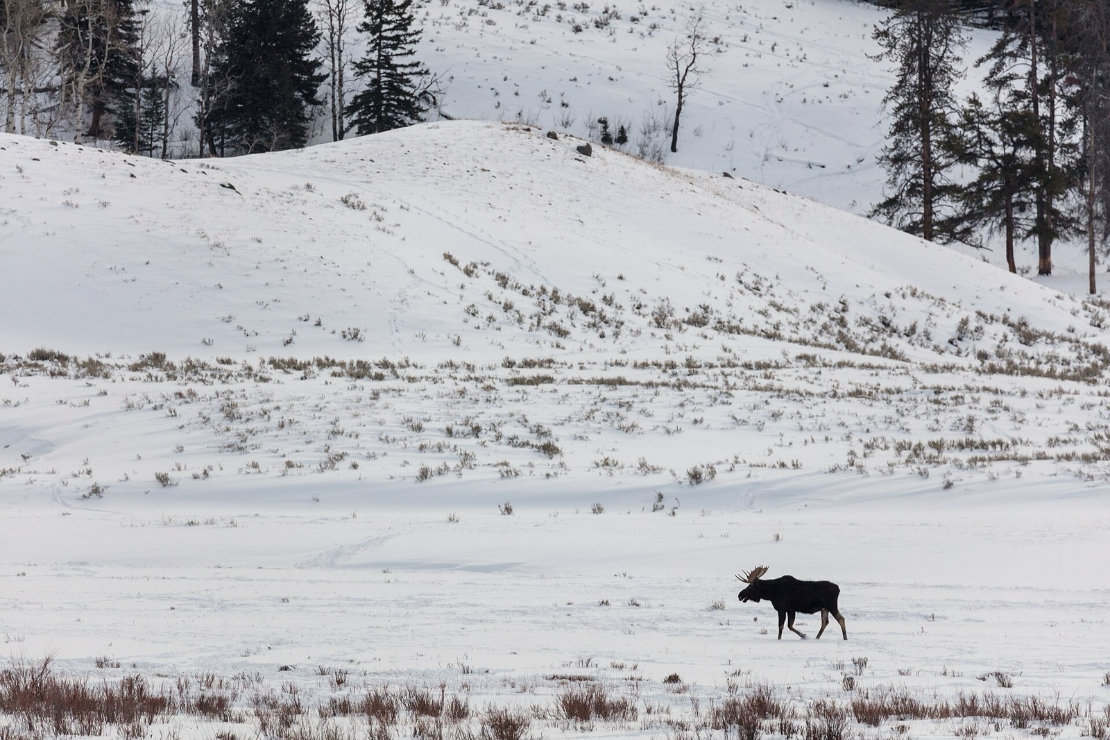 A bull moose with broad palmate antlers walking across a snowy flat