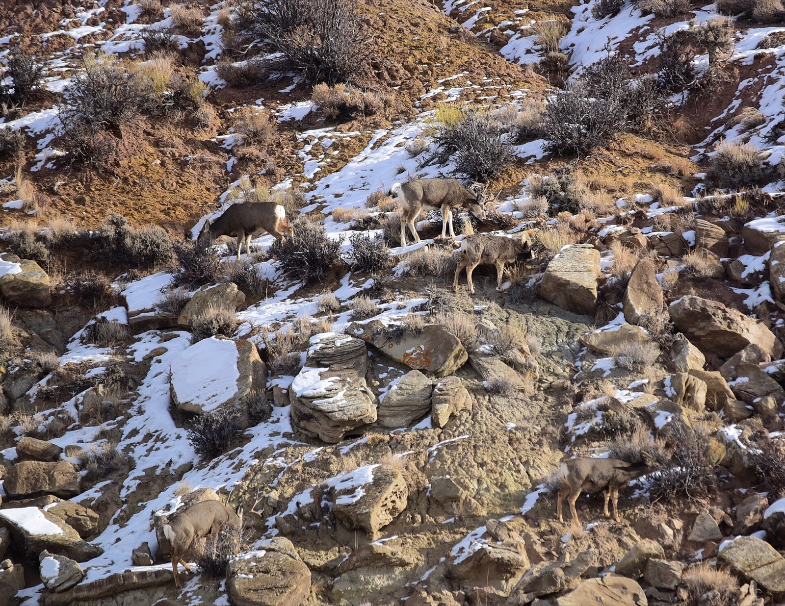 Mule deer standing and browsing on a snowy sagebrush slope