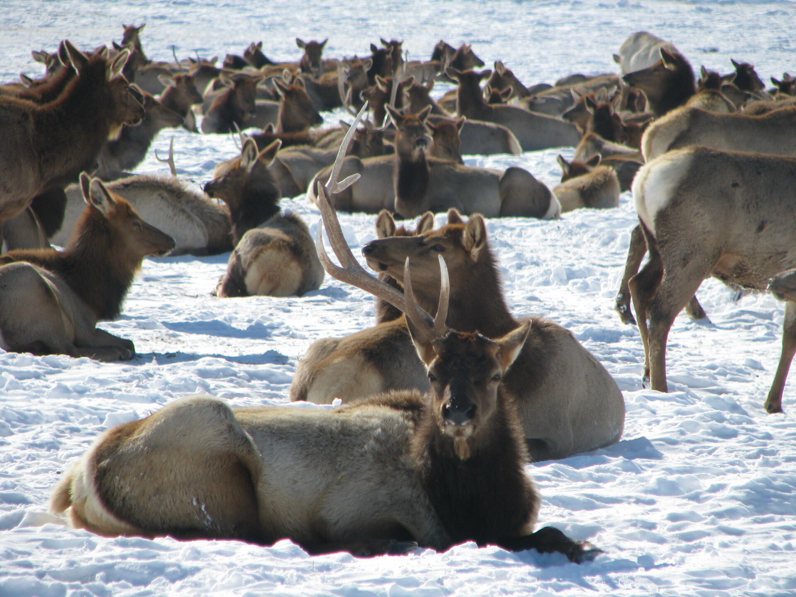 A young bull elk carrying a single antler standing among elk bedded in snow