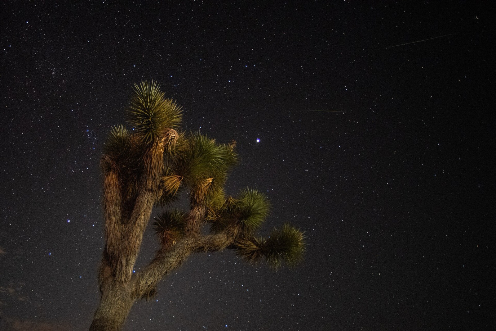 A Joshua tree lit from below against a dense field of stars, with two faint meteor trails crossing the upper right of the frame