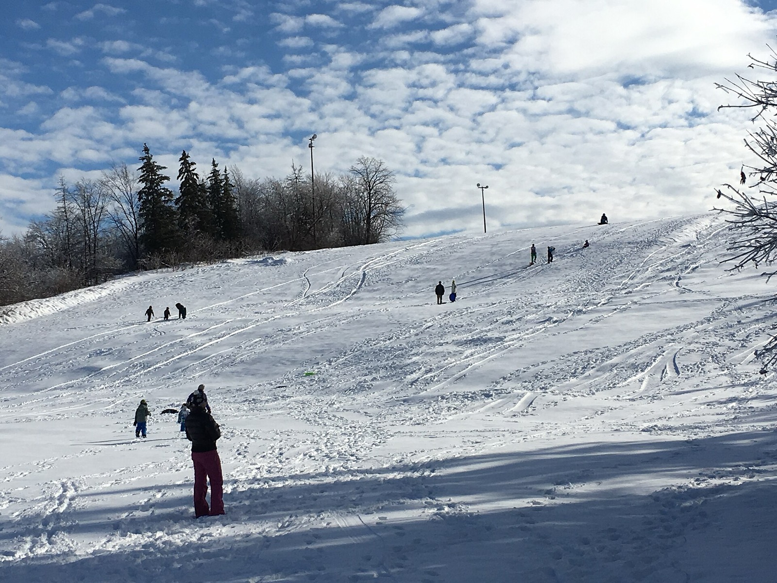 A broad open city park hillside under snow with about a dozen small distant figures walking up and sliding down it, criss-crossed with sled tracks, two tall light standards on the ridge at the top and a line of spruce beyond
