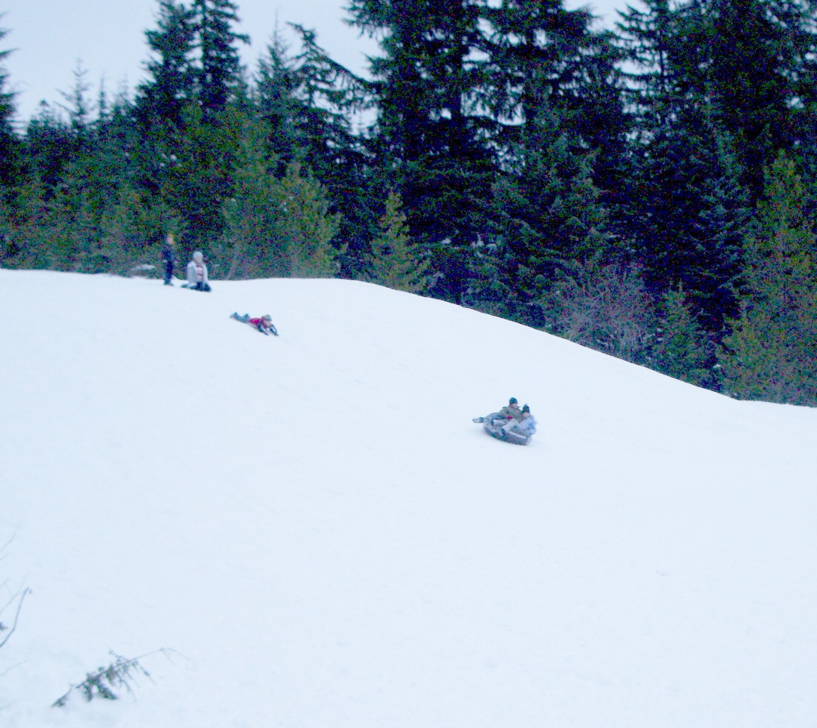 A wide unbroken snow slope on national forest land with three small distant figures sliding down it and two standing at the crest, backed by a dense wall of snow dusted conifers