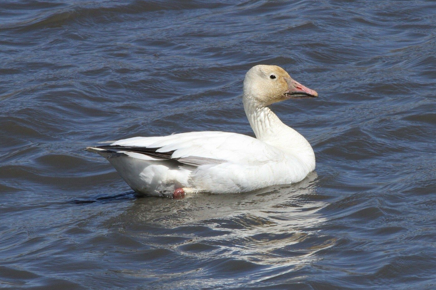 Close view of a white snow goose standing in water, its face stained rusty and its pink bill showing a dark line along the edge