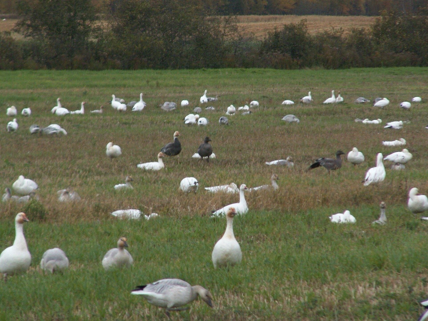 A field crowded with geese, most of them white, with several dark grey blue birds with white heads among them