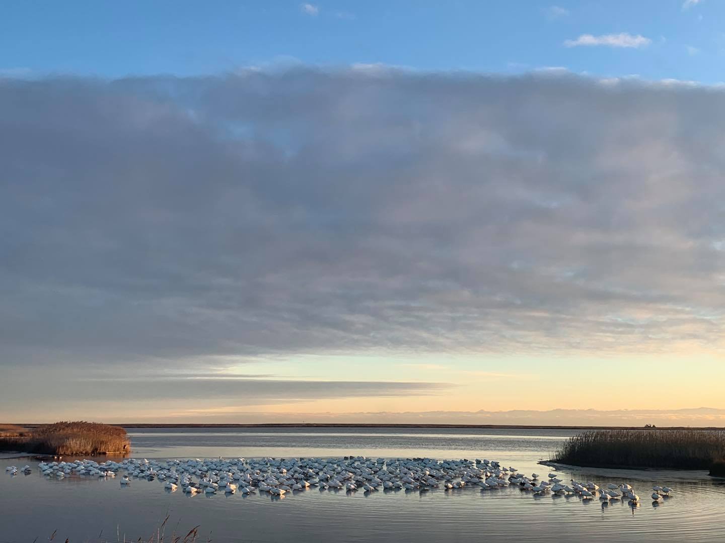 A flock of white geese resting on a tidal marsh in soft early light, low grass and still water in the foreground