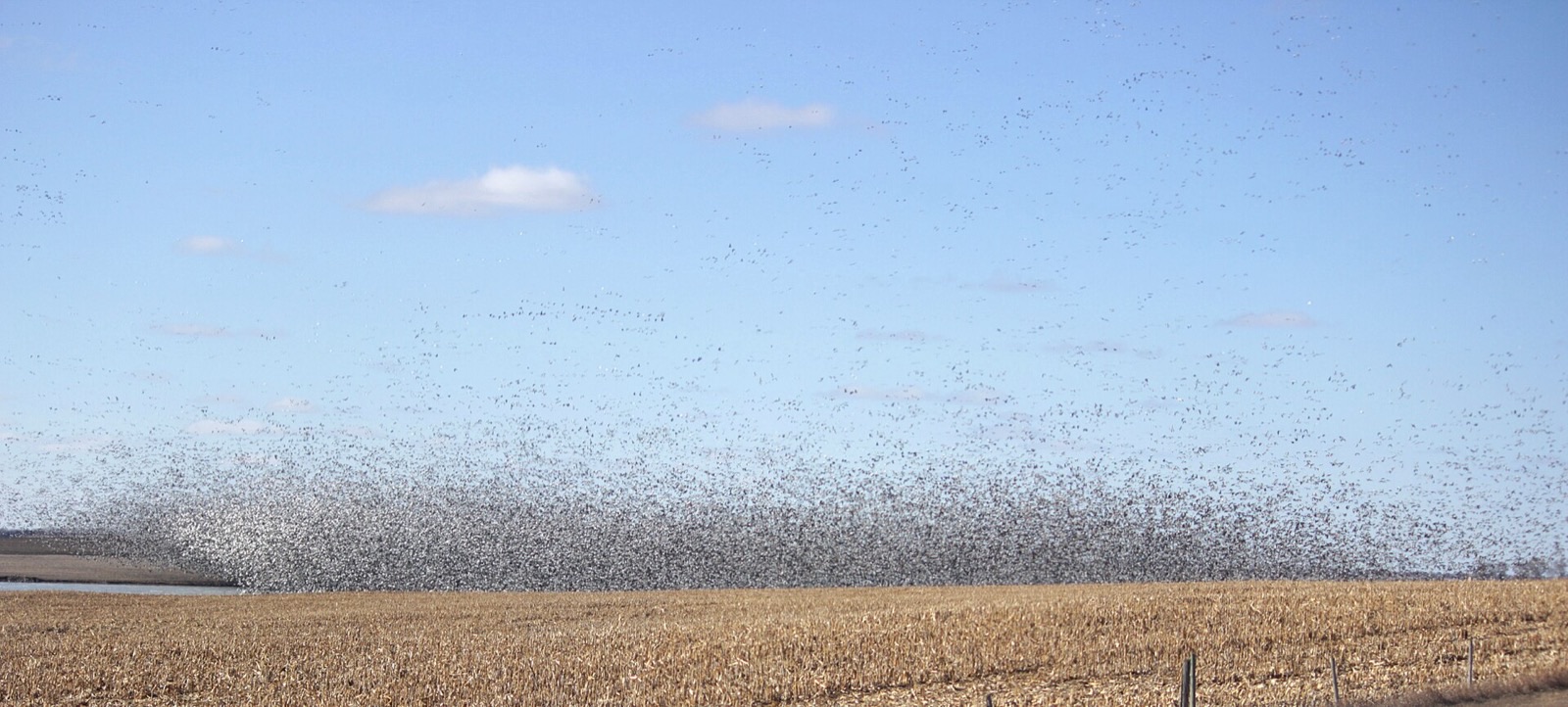 A huge flock of white geese rising from a brown harvested field, the birds filling the sky above the stubble