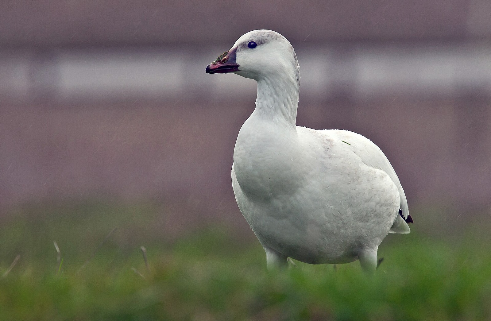 A small white goose with a short stubby pink bill, standing on grass in California