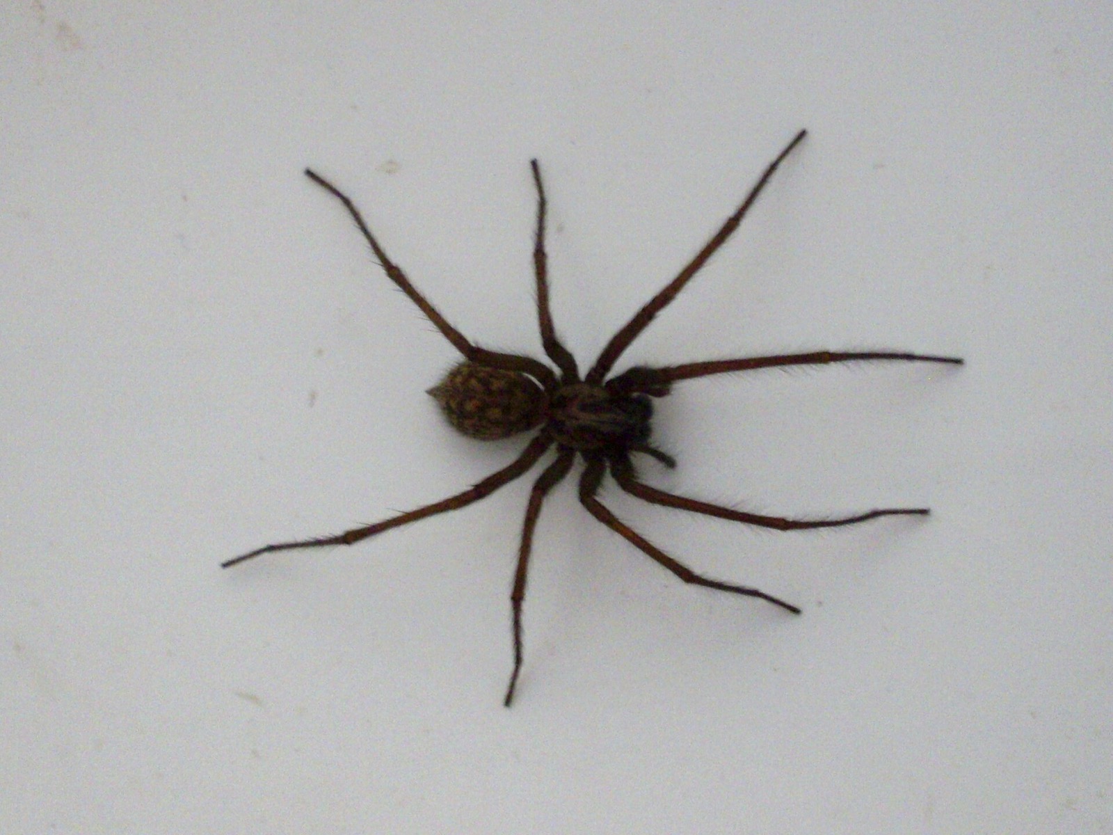 A large dark funnel weaver spider standing in the white basin of a bathtub, long legs spread on the enamel