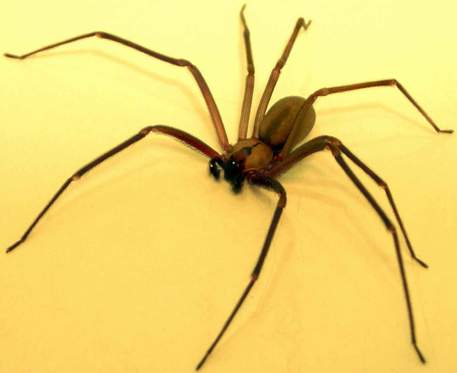 A brown recluse spider on a plain pale surface, uniform tan with long unbanded legs and a darker violin shaped mark on the front body segment