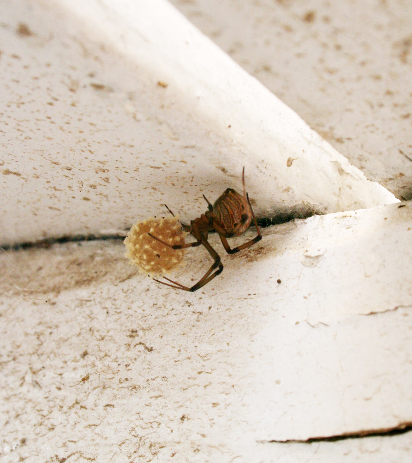 A brown widow spider beside her round spiky egg sac in the angle of a whitewashed wall, banded legs and a mottled abdomen in view