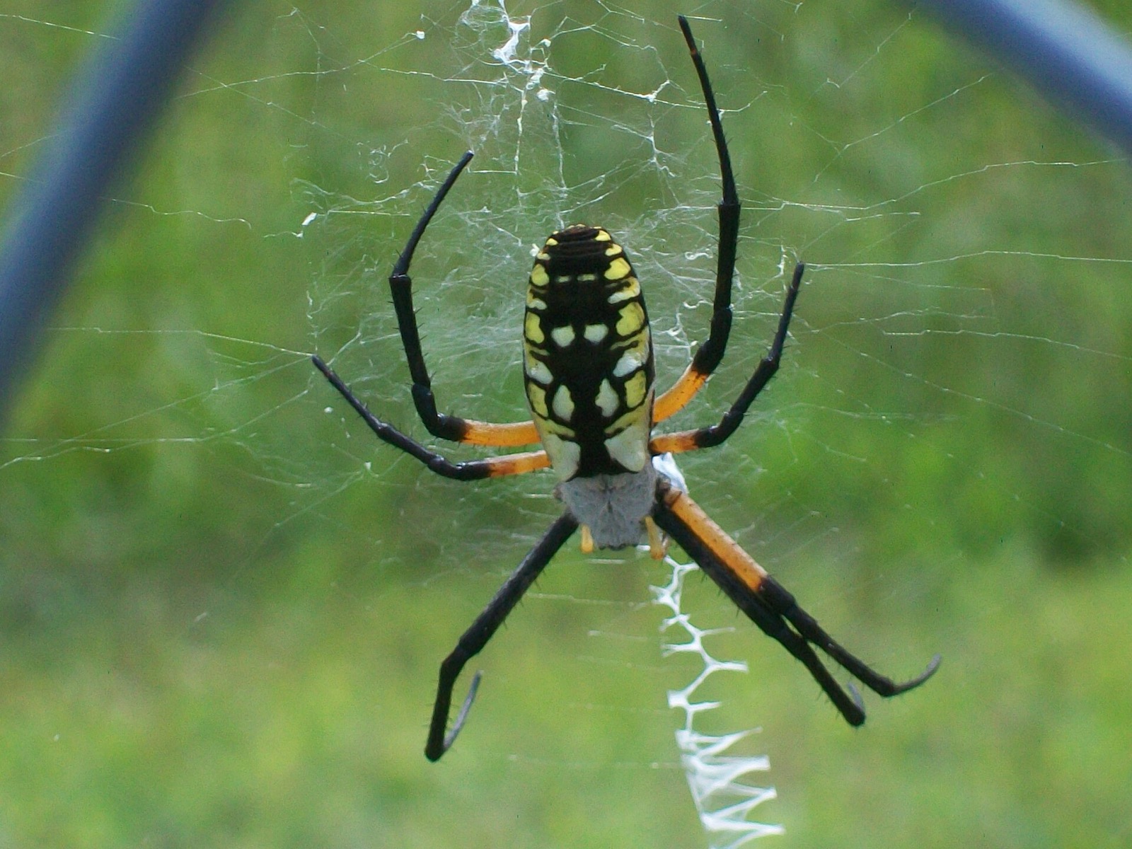 A yellow garden spider head down at the centre of her web, egg shaped black and yellow abdomen, black legs with orange bases, and a thick white zigzag of silk below her