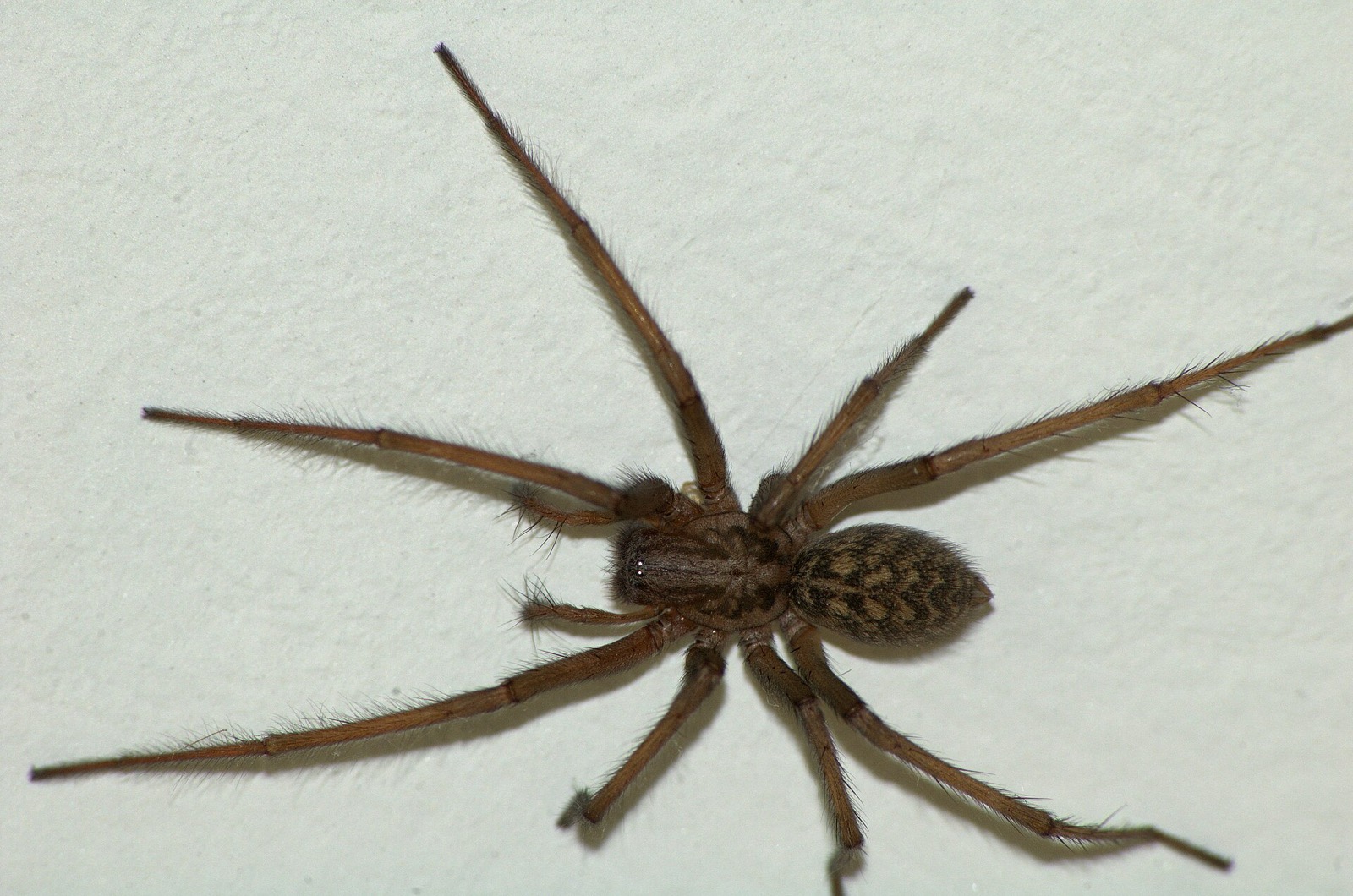 A barn funnel weaver on a white ceiling seen from above, brown with two dark stripes on the front body segment and a mottled abdomen, its legs spread wide