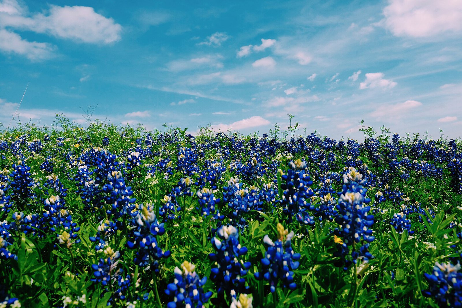 A dense field of blue bluebonnet flowers stretching to a line of trees under an open sky