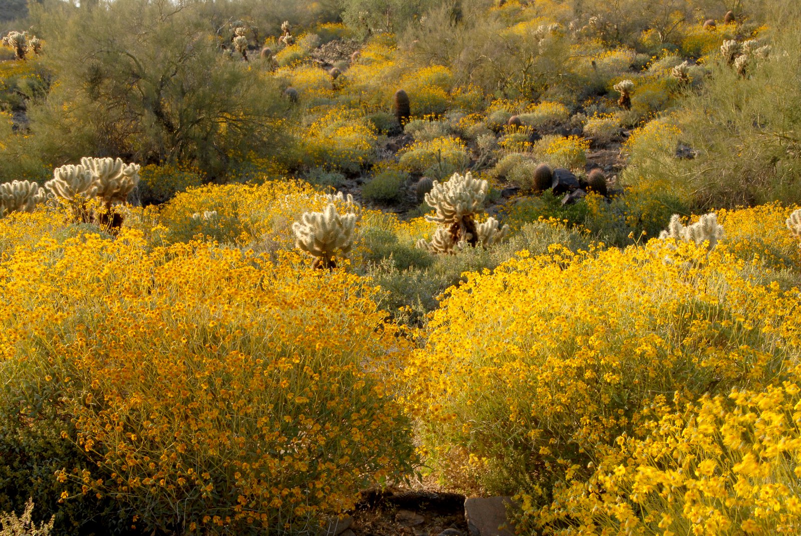 Yellow brittlebush flowering across a desert slope below red cliffs
