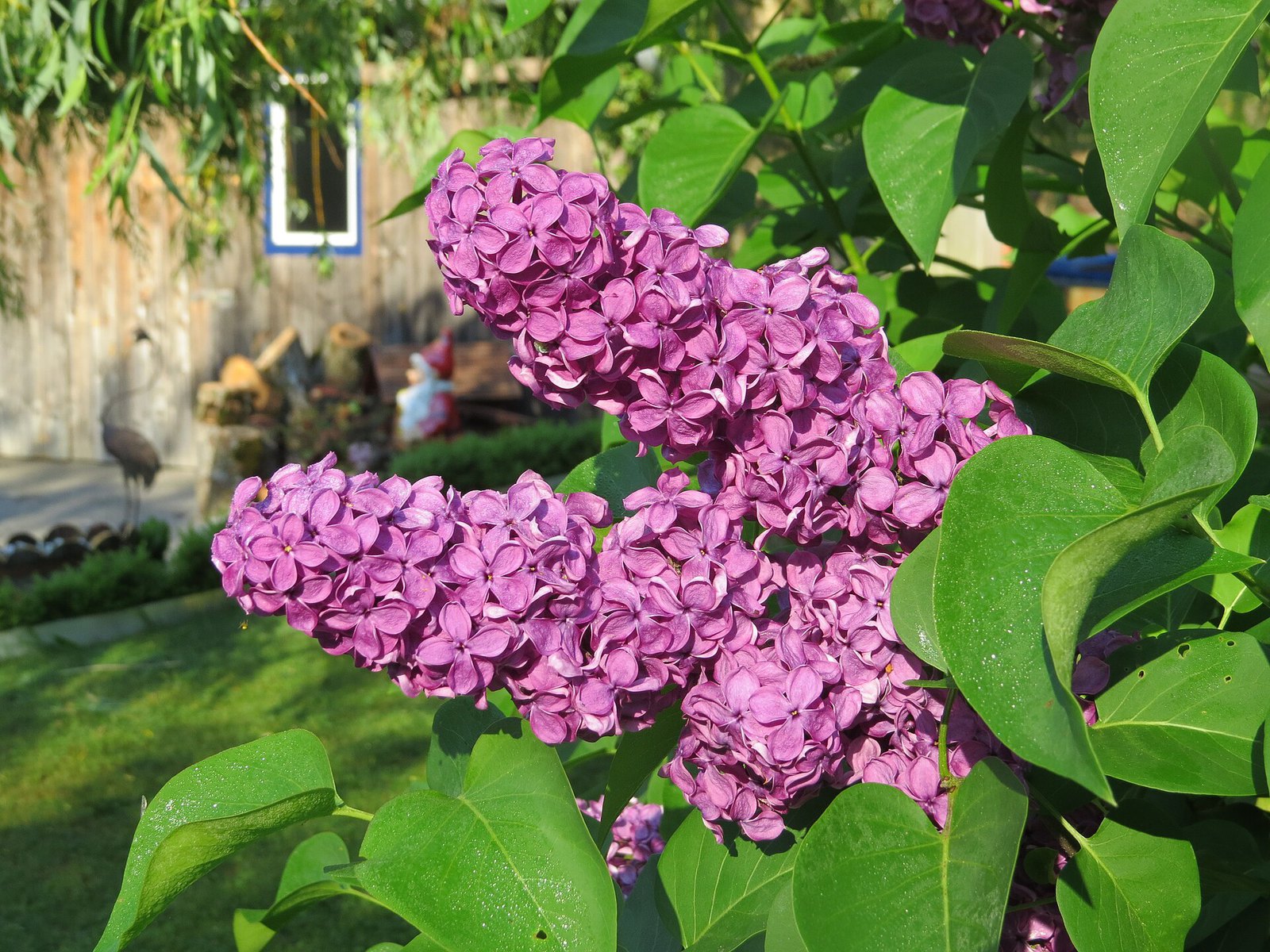 Dense panicles of white lilac flowers in full bloom on a sunlit shrub