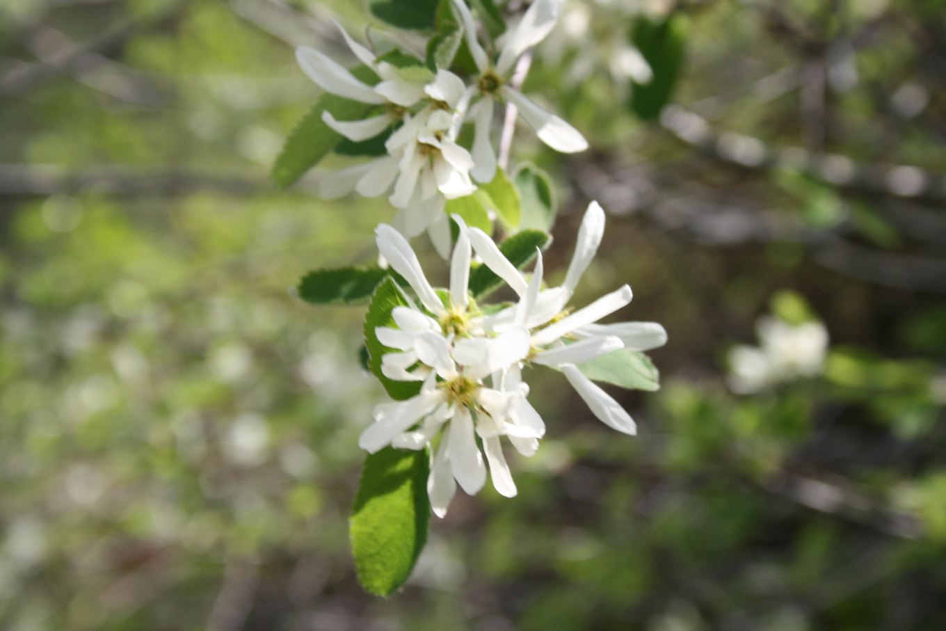White serviceberry flowers with long narrow petals opening on a thin branch against a blurred brown background
