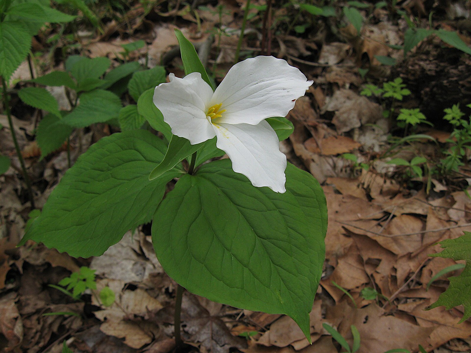 A single white trillium flower above three broad green leaves on a forest floor of brown leaf litter