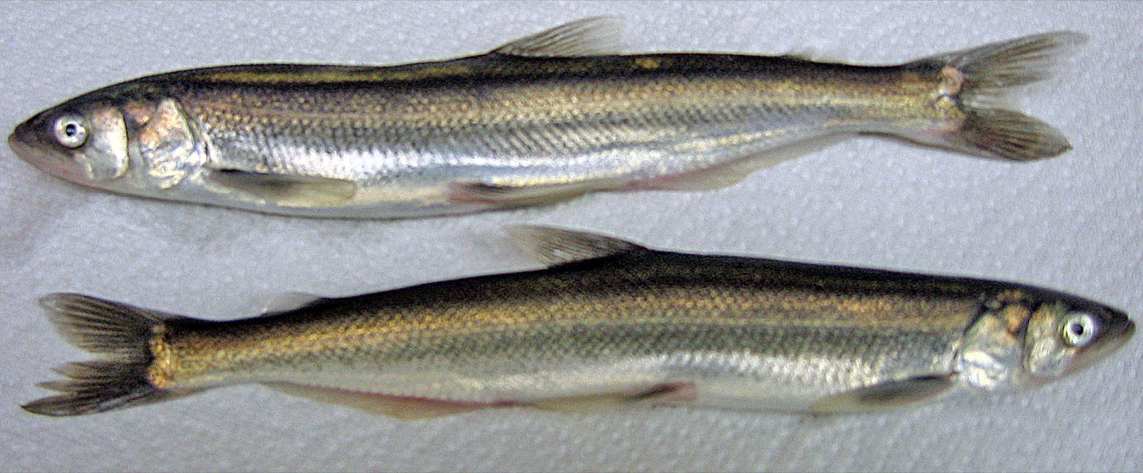 Two slender silver and bronze eulachon laid head to tail on a white paper towel