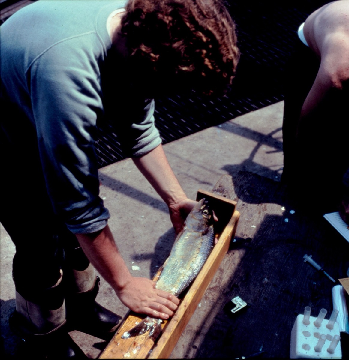 A volunteer in a grey sweatshirt leans over a wooden measuring trough and lays a silver American shad along it on a sunny concrete deck