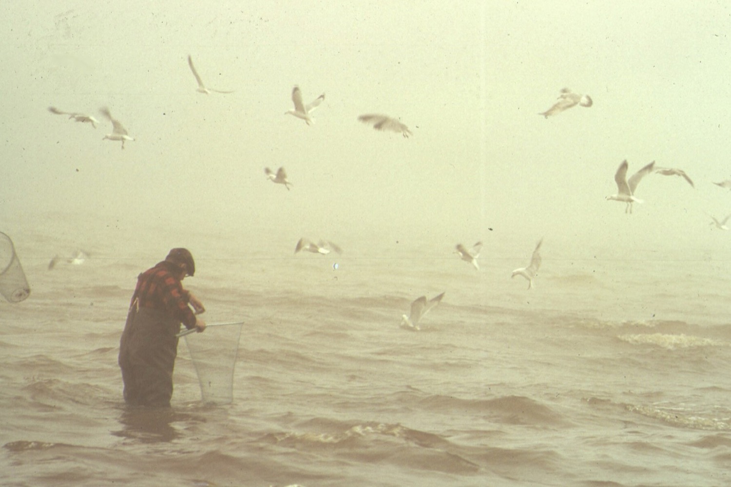 A man in waders and a red plaid shirt stands thigh deep in grey water holding a long handled dip net, with gulls wheeling overhead in thick fog