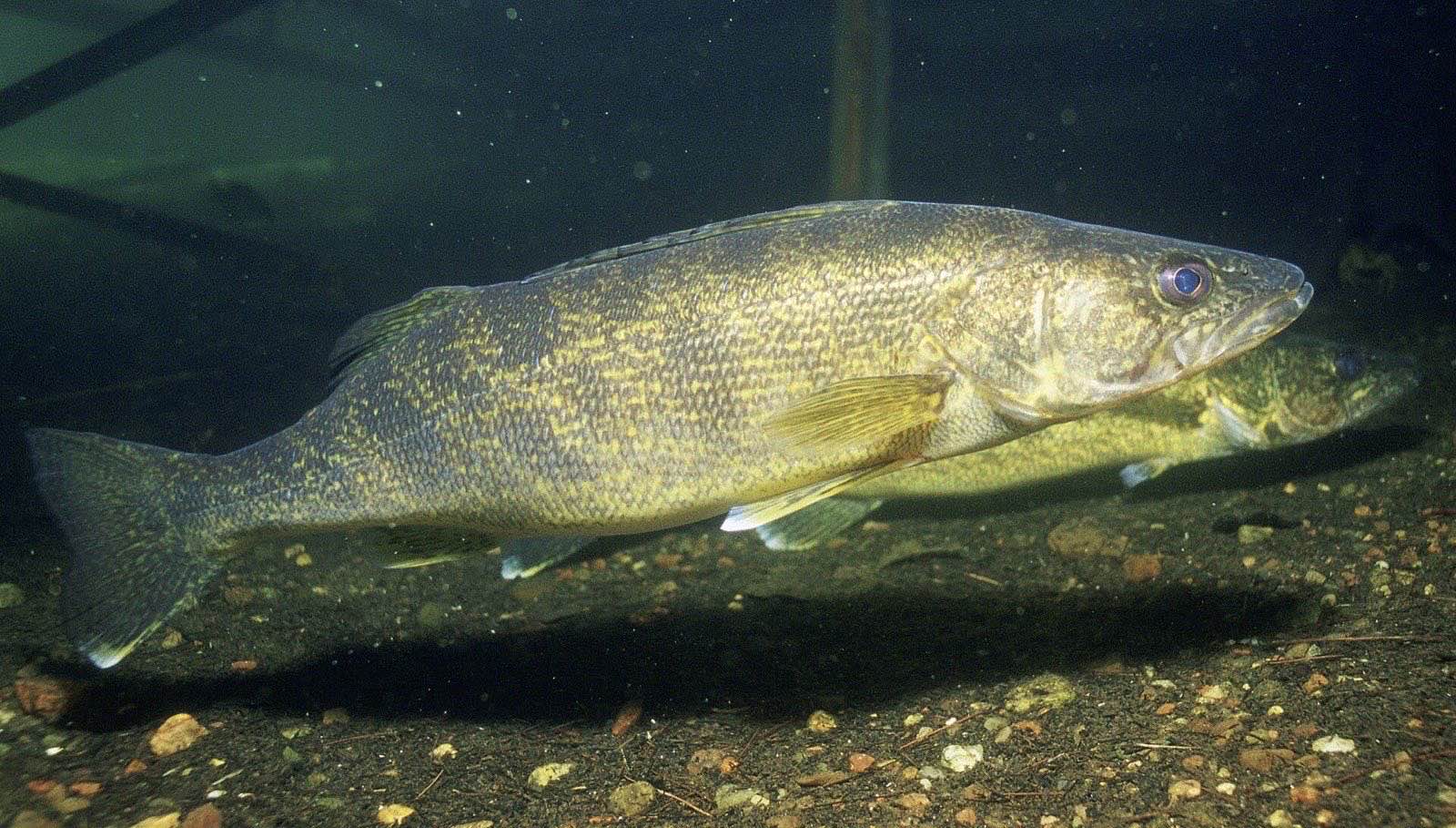 A large olive and gold walleye with a glassy eye swimming low over gravel, a second walleye just behind it in dark green water