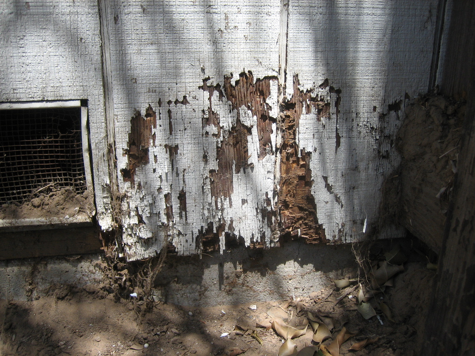 Wooden boards hollowed out and shredded by termite feeding