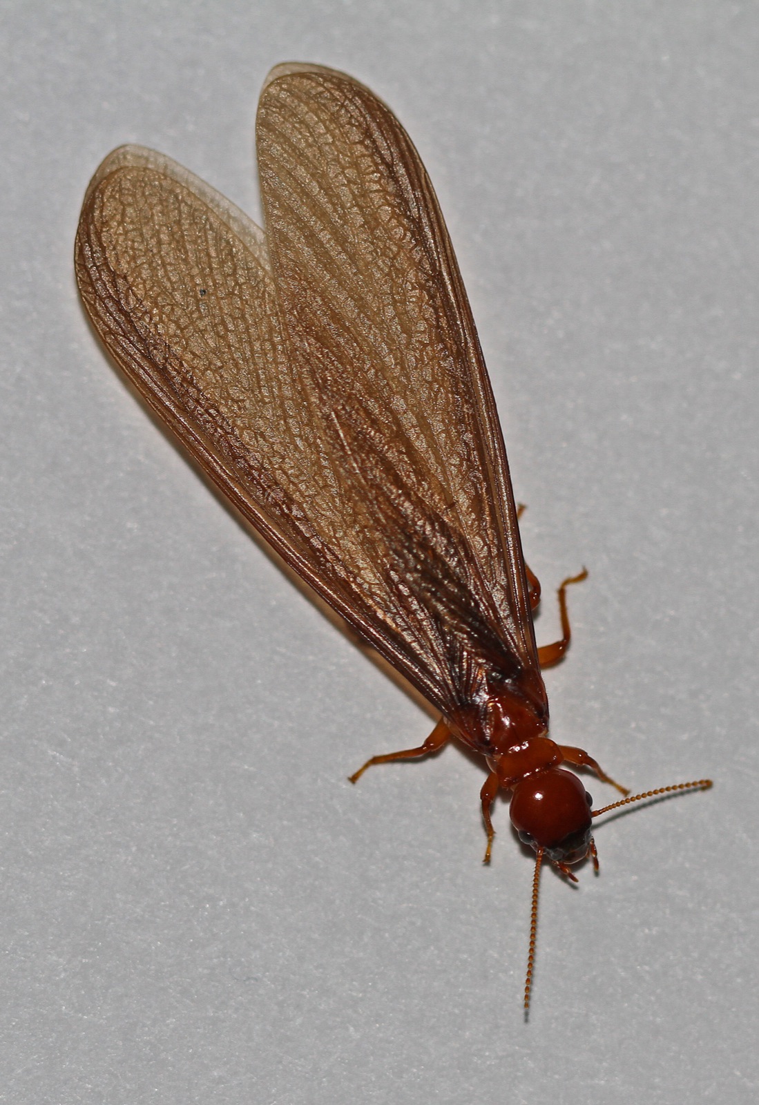 Pacific dampwood termite, a large amber insect on wood
