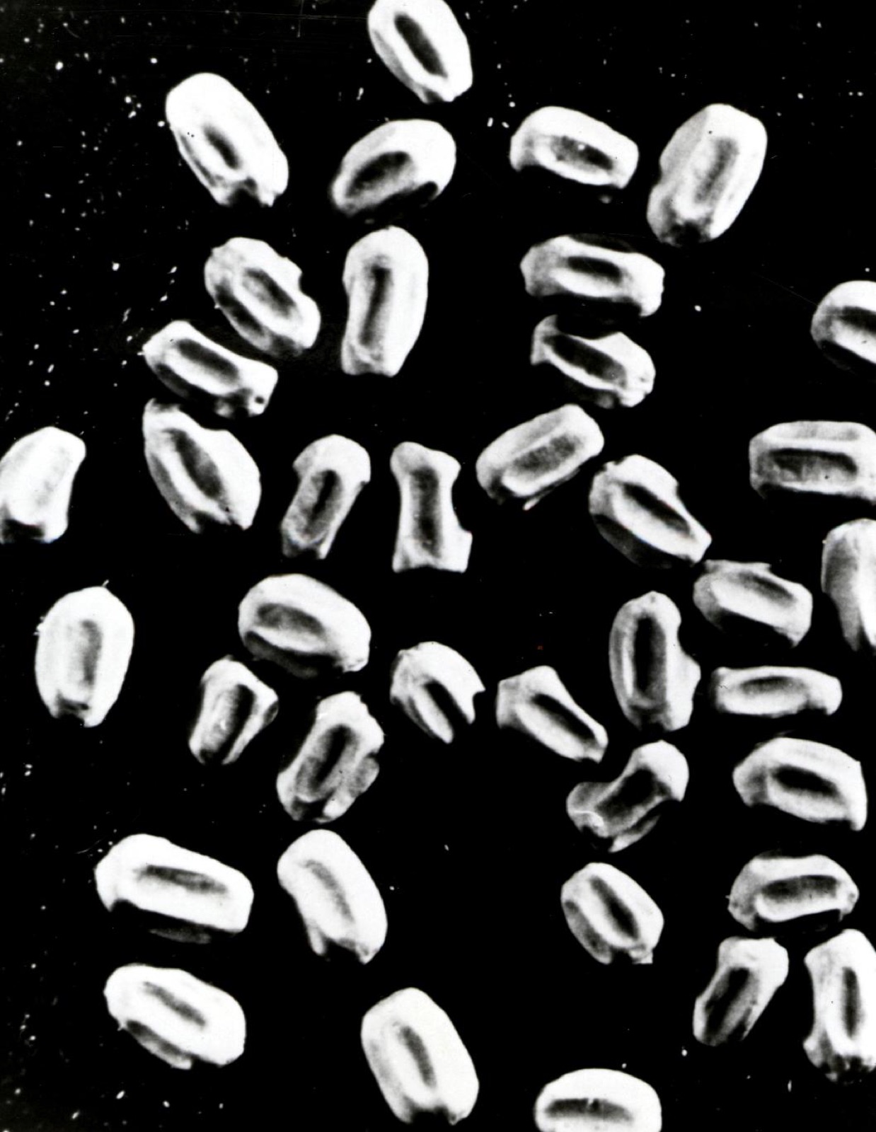 Six-sided drywood termite fecal pellets magnified