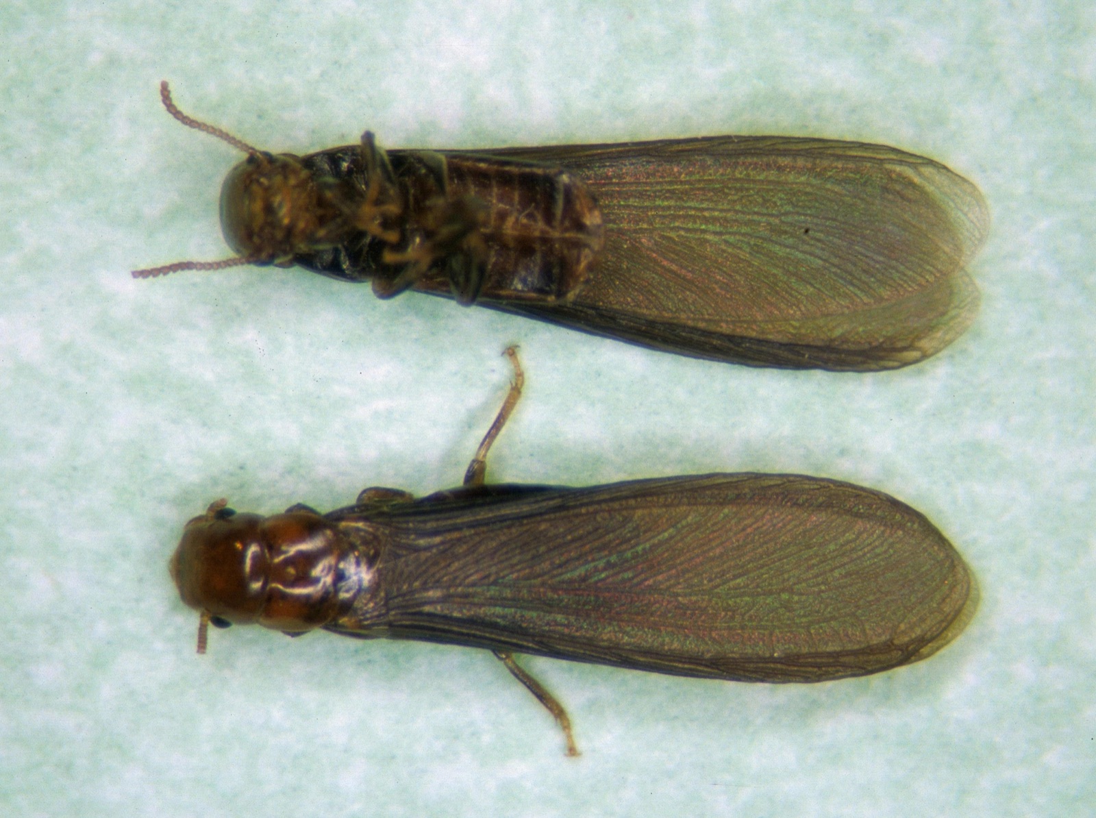 Two western drywood termite swarmers showing dark bodies and smoky wings