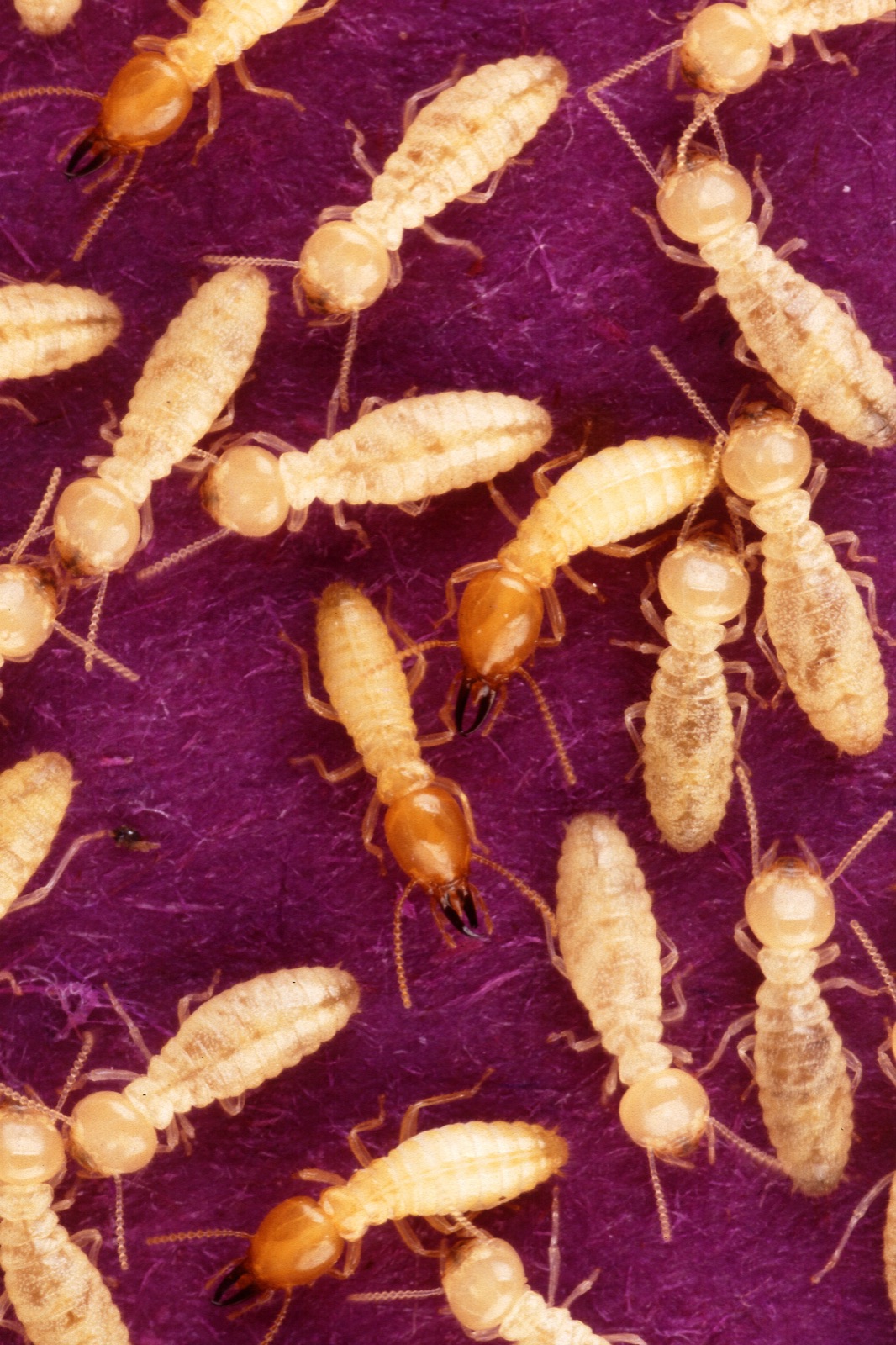 Formosan subterranean termite alates and soldiers, USDA ARS photo