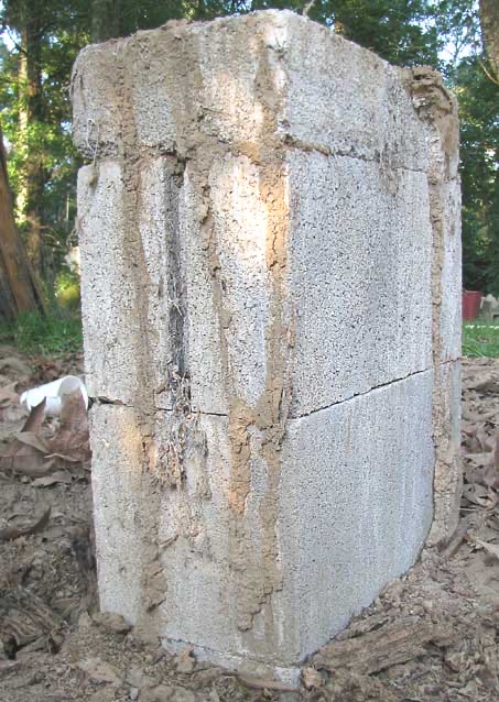 Subterranean termite mud tubes climbing a wall