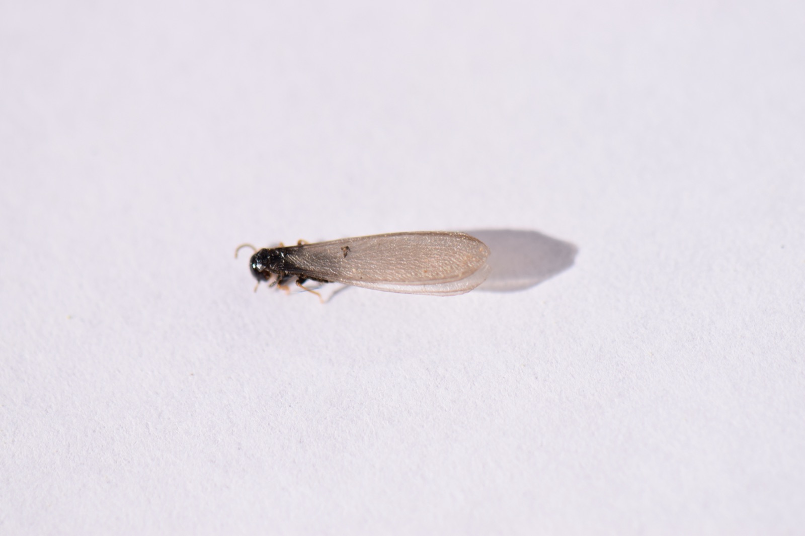 A single eastern subterranean termite swarmer with two pairs of equal-length wings