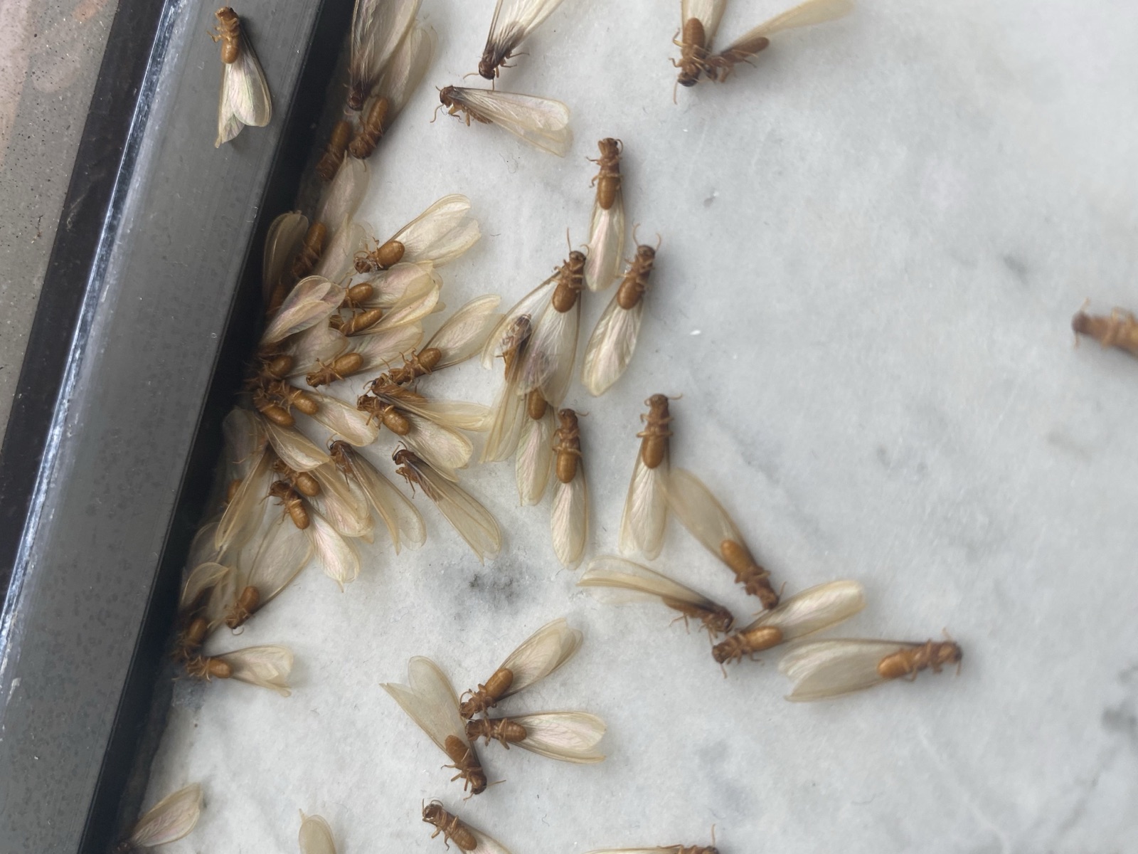 Dozens of dead Formosan termite swarmers and their shed wings