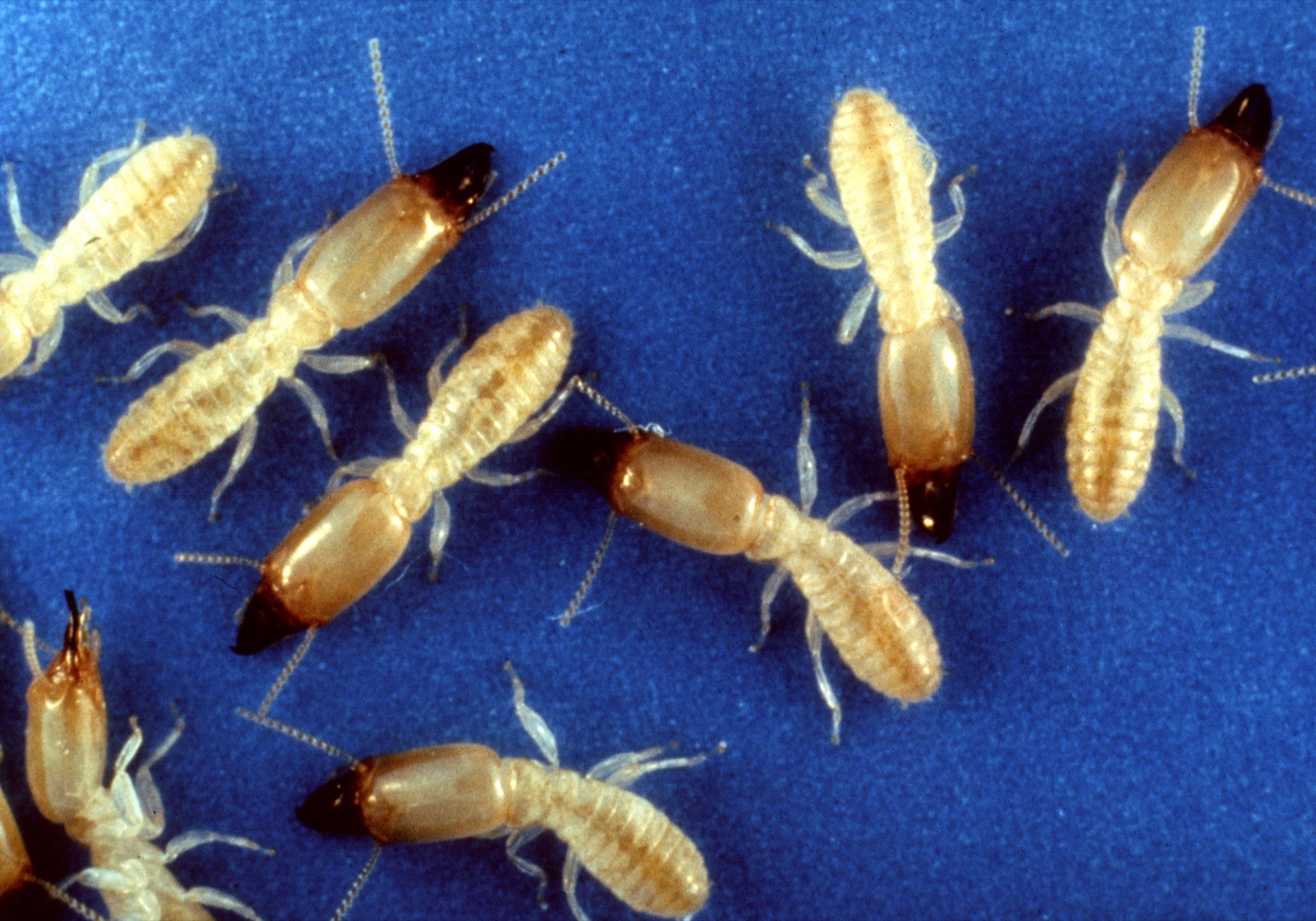 Eastern subterranean termite workers and soldiers in a wood gallery