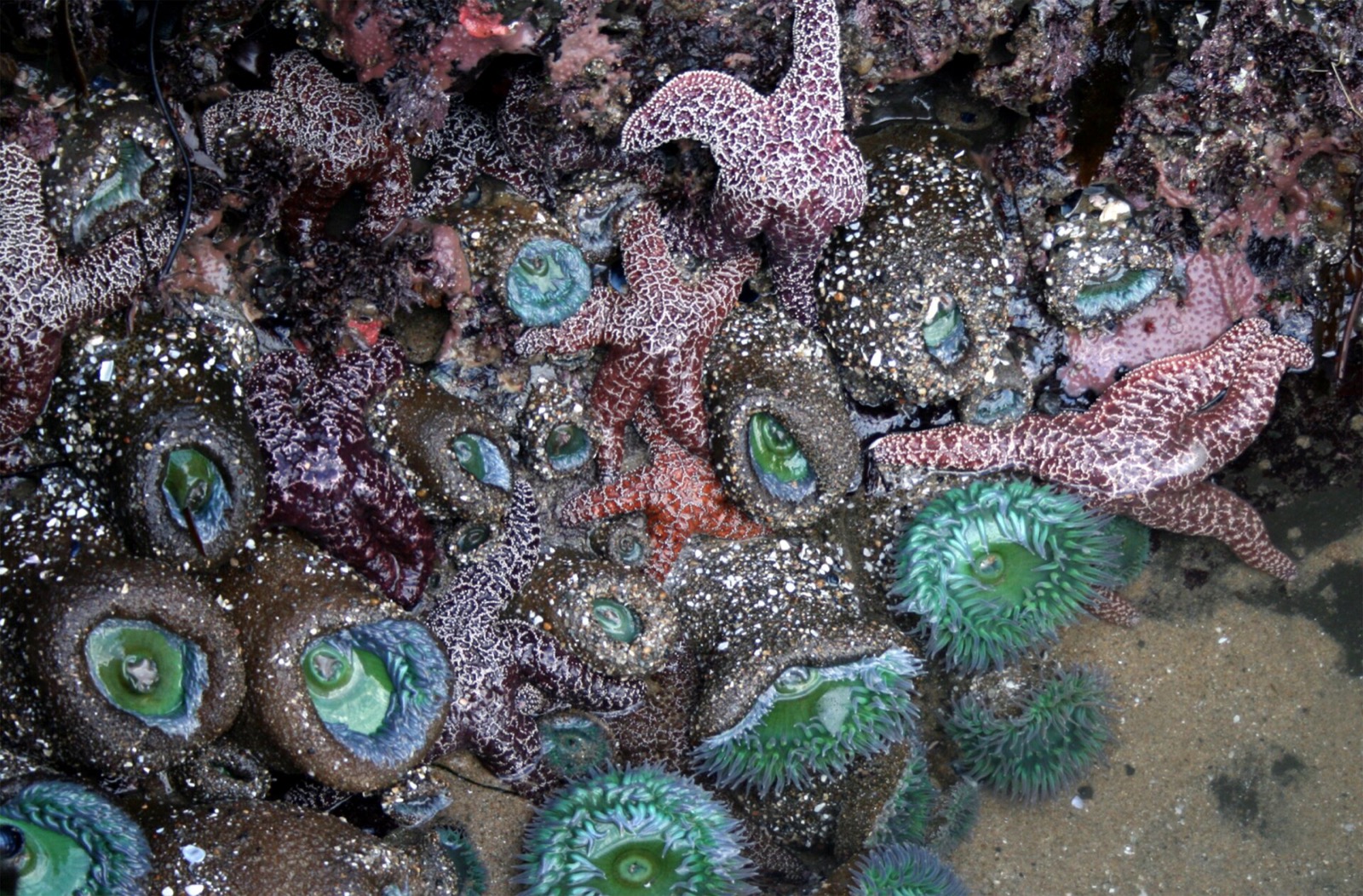 Tide pool at low water crowded with purple and orange sea stars and green anemones