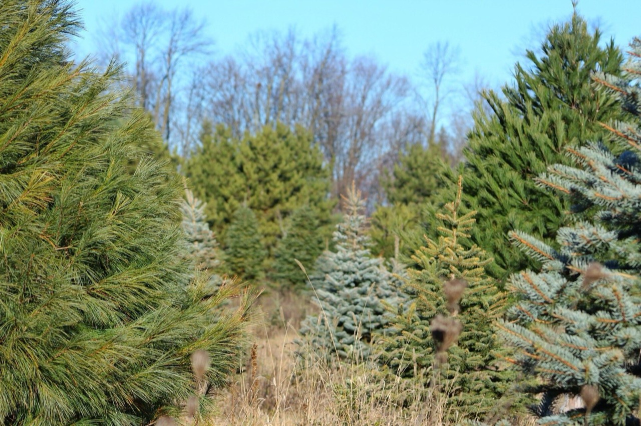 Close view of three kinds of Christmas tree side by side: long soft needles of white pine at the left, a blue green spruce in the middle and a fir at the right