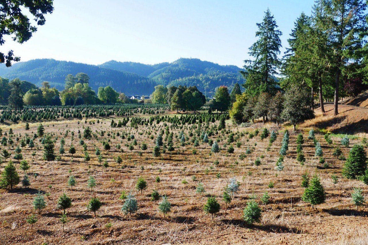 Young fir trees scattered across a golden hillside field in front of forested green hills, with a few tall Douglas firs at the right edge
