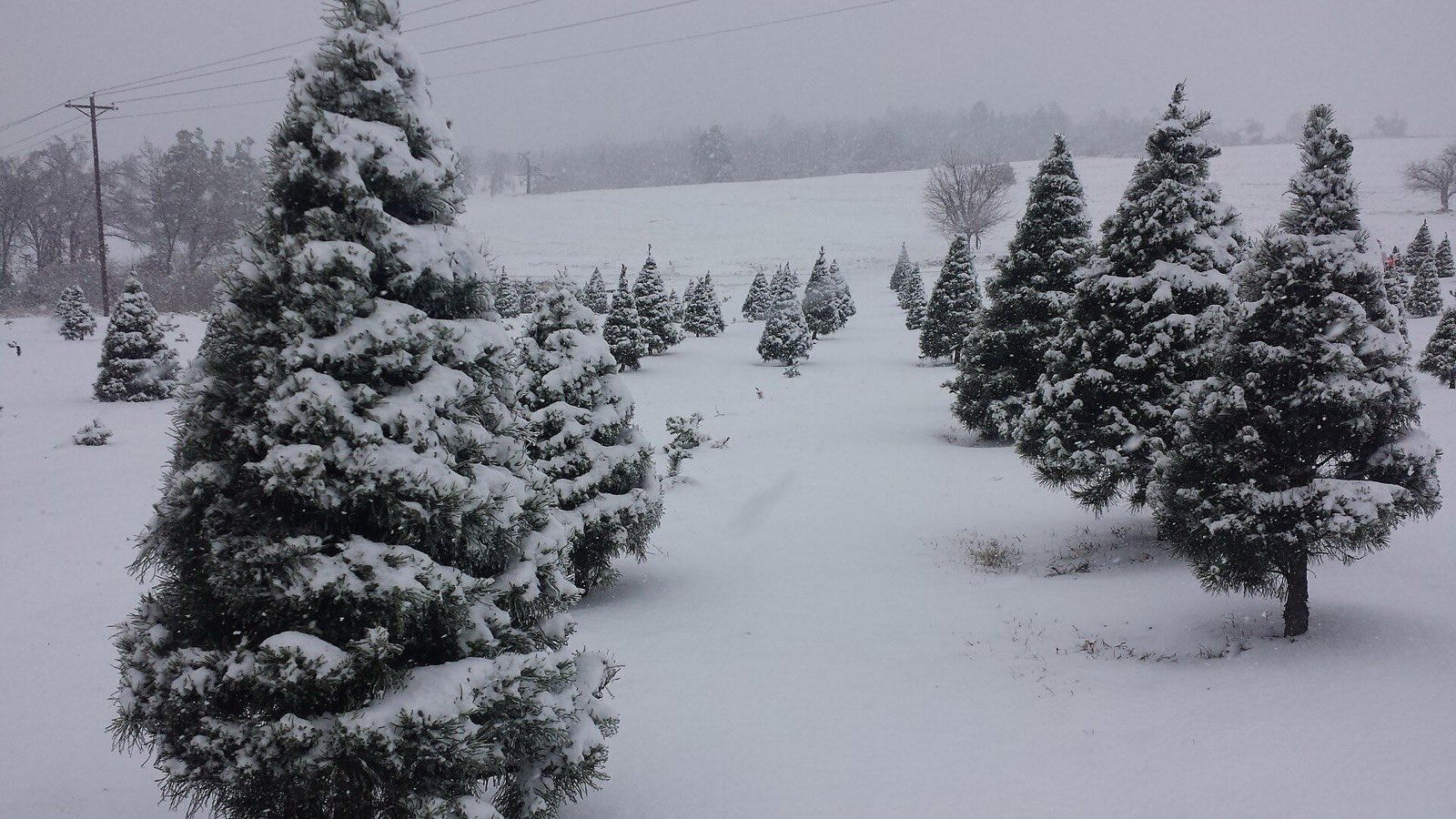 Snow covered pines standing in a white field under a gray sky, a lane of untouched snow running between them to a wooded ridge