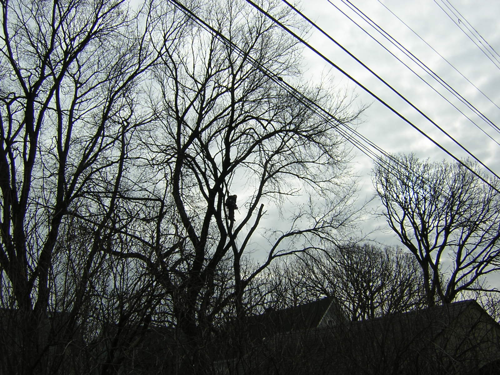 A certified arborist working in the crown of a large elm tree that is being taken down