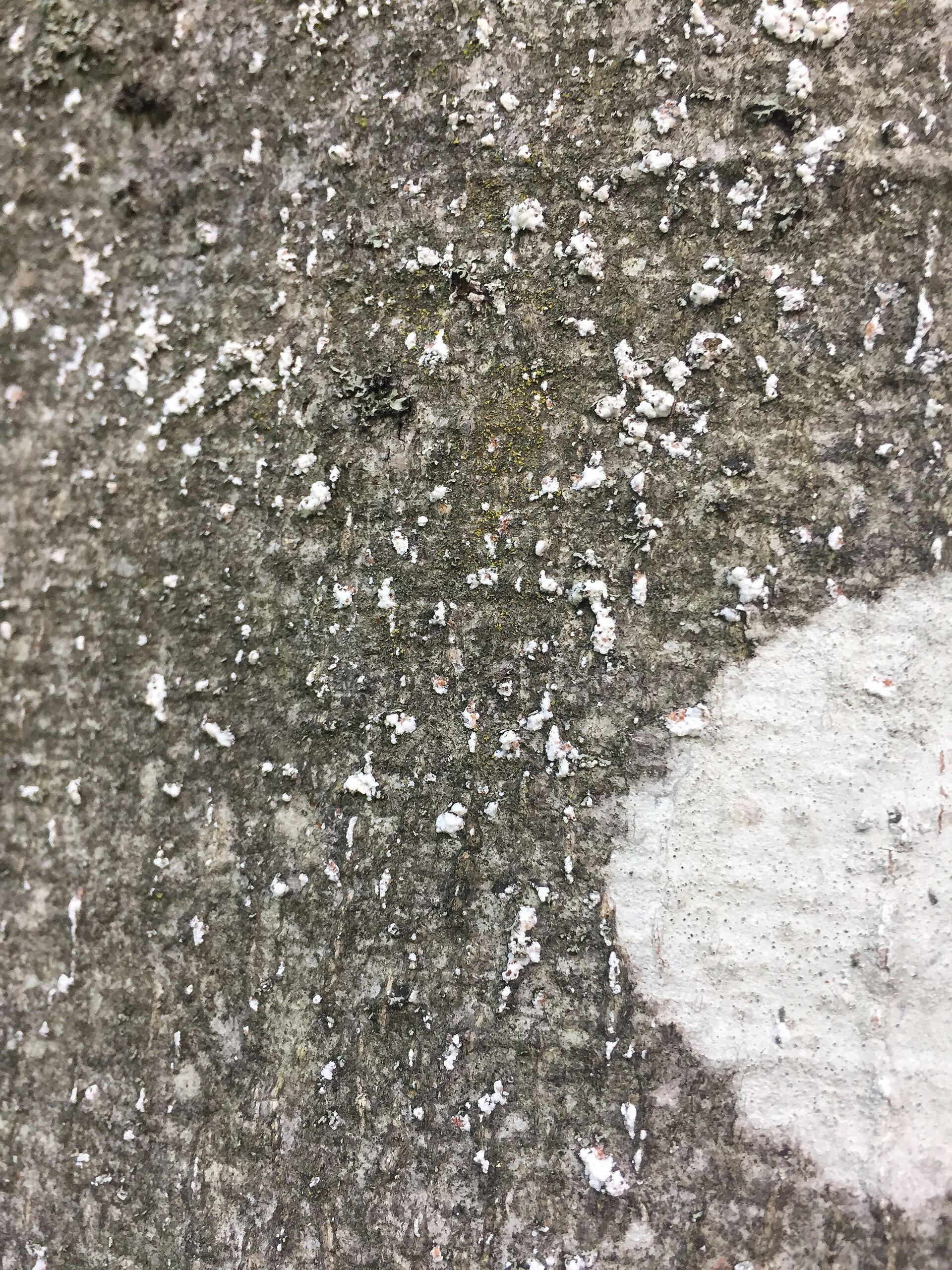 Close view of grey beech bark speckled with irregular white waxy dots