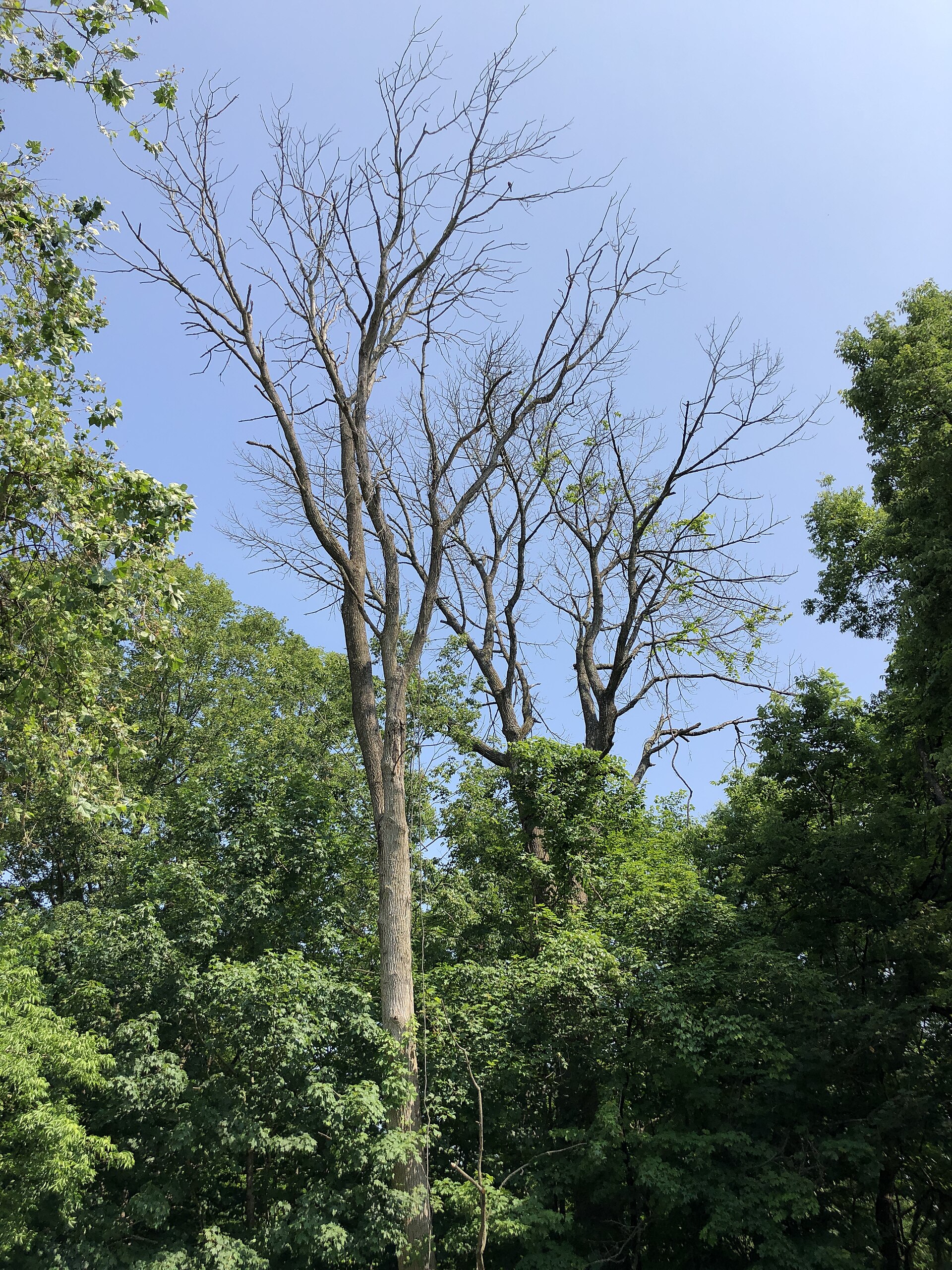 A bare, dead white ash tree standing beside a suburban road with a second thinning ash behind it