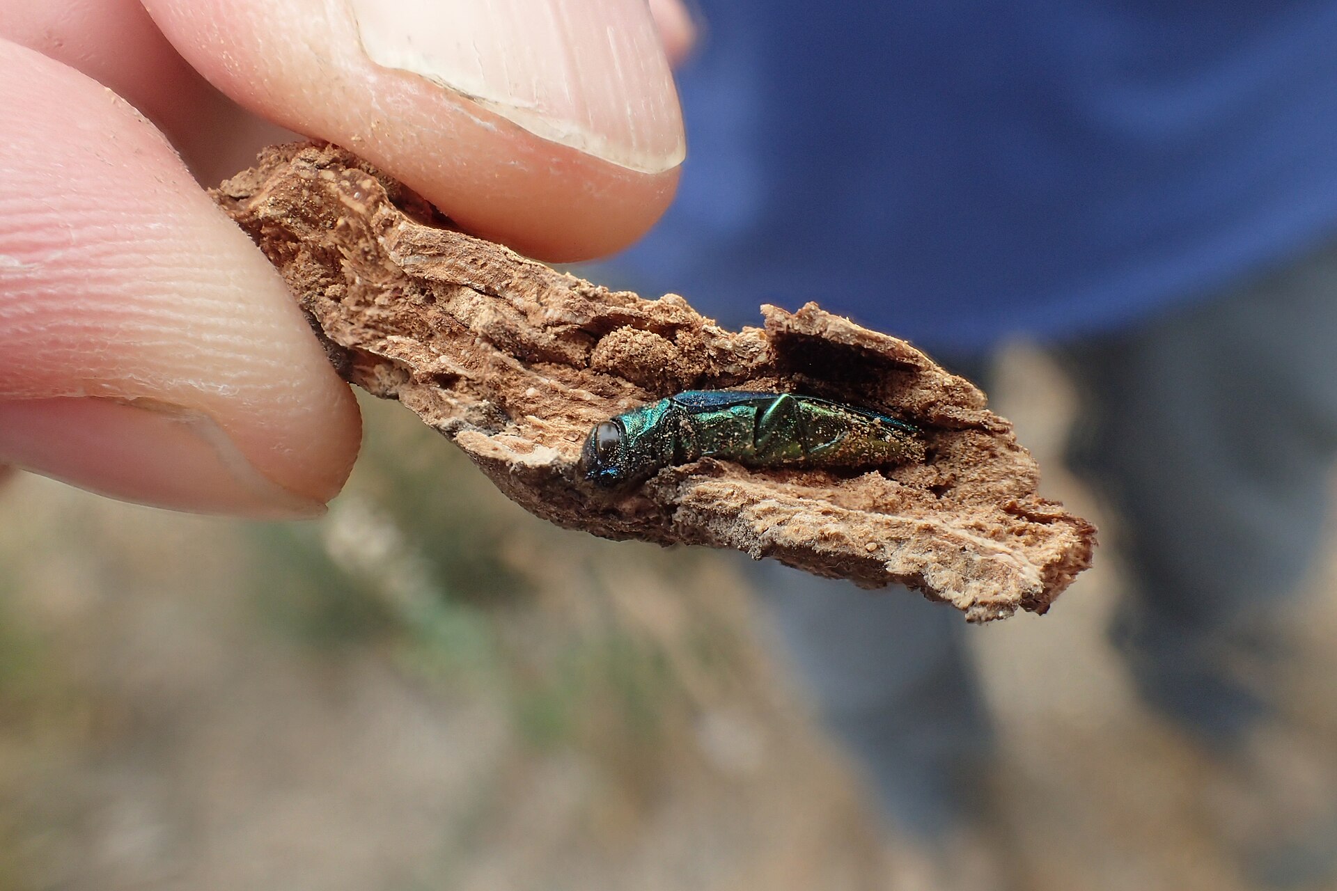A metallic green emerald ash borer beetle held on a piece of bark between finger and thumb