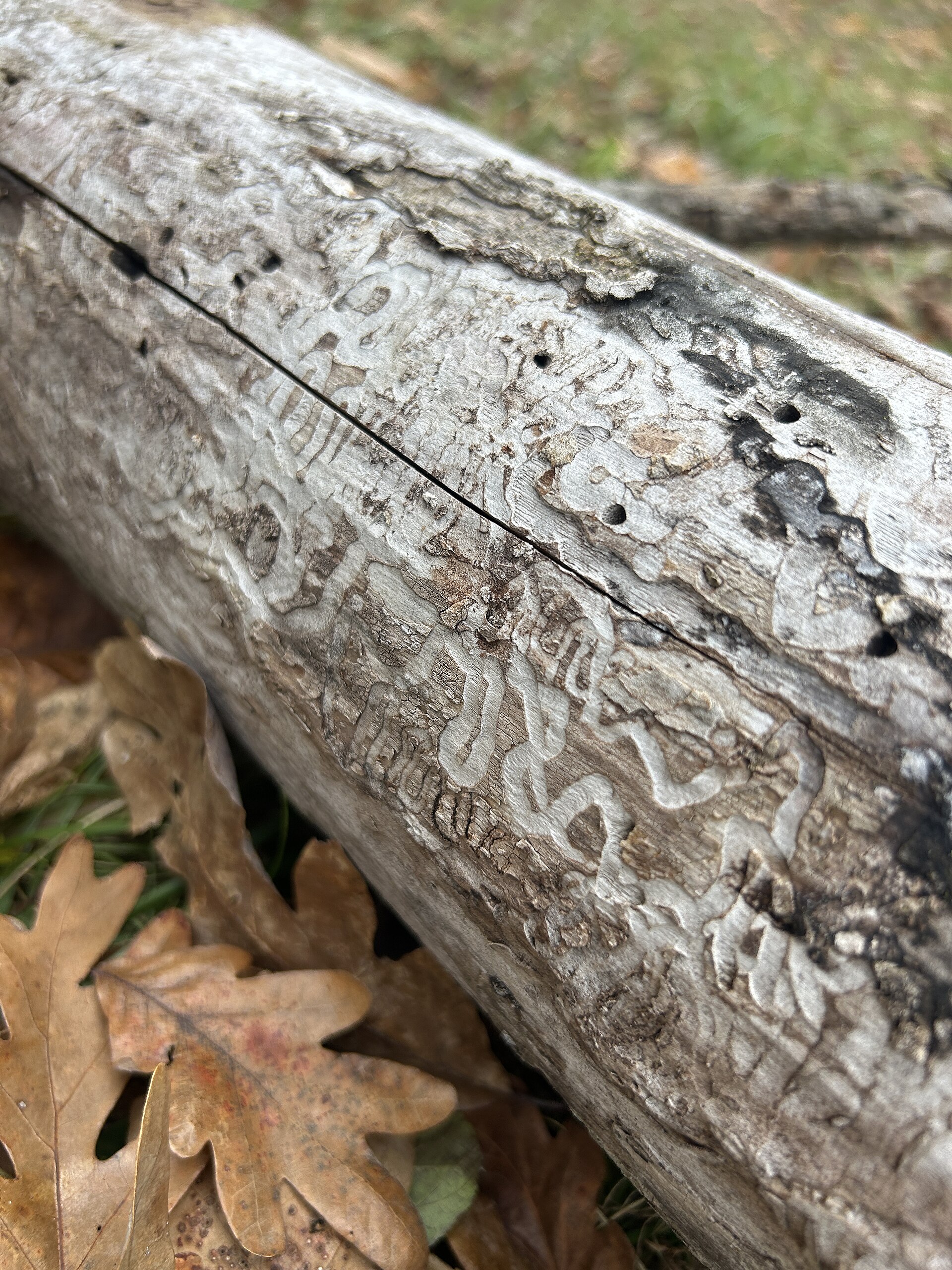 A fallen ash log with the bark gone, covered in winding S shaped larval tunnels and small dark exit holes