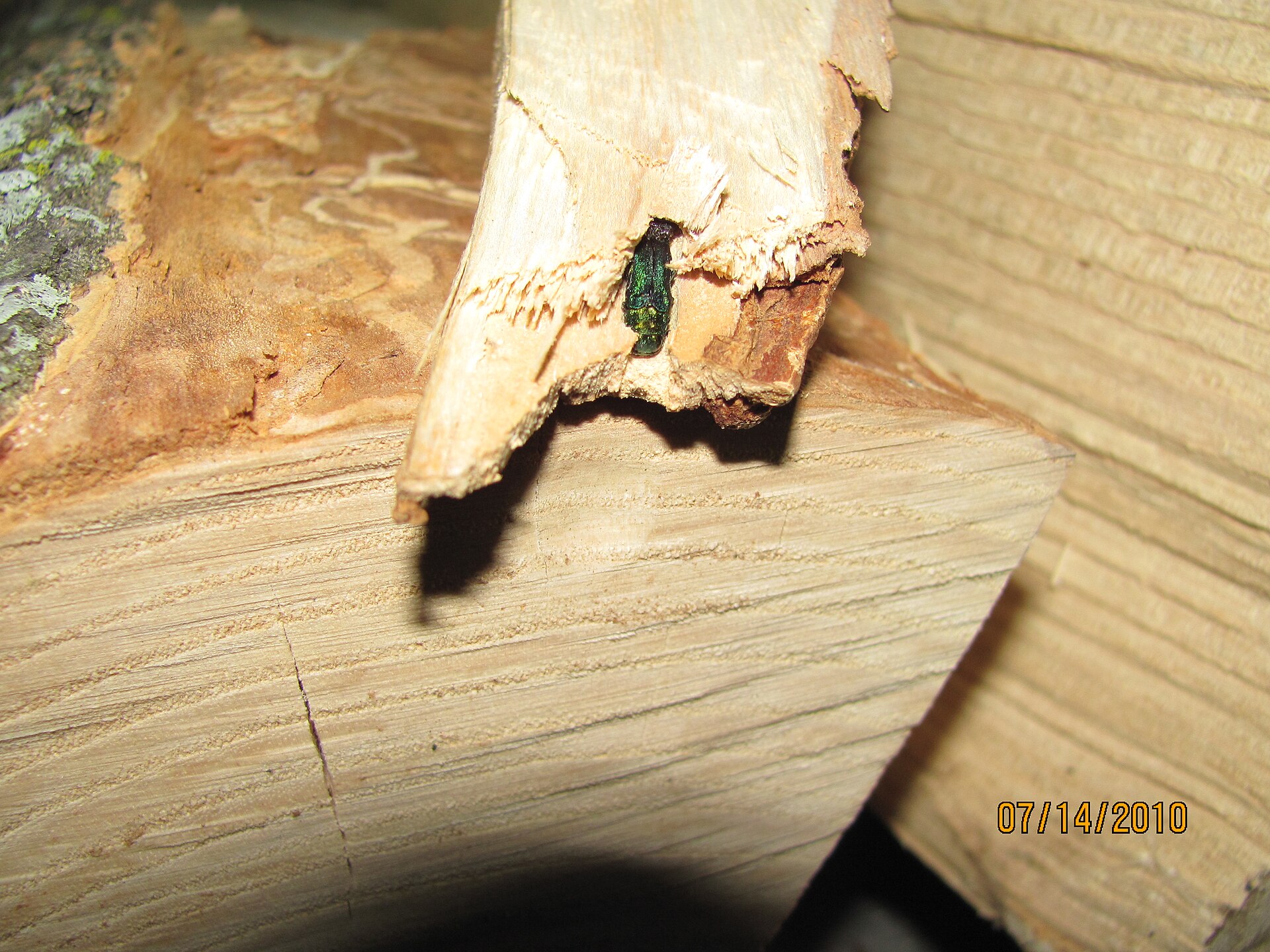 Split firewood logs with the bark peeled back to show winding beetle galleries in the wood beneath